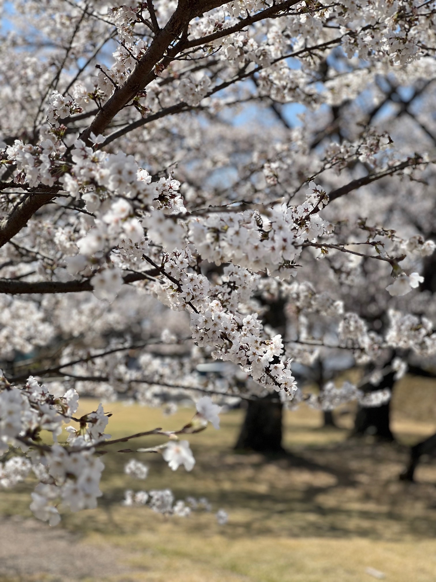 4月も元気に営業中！！