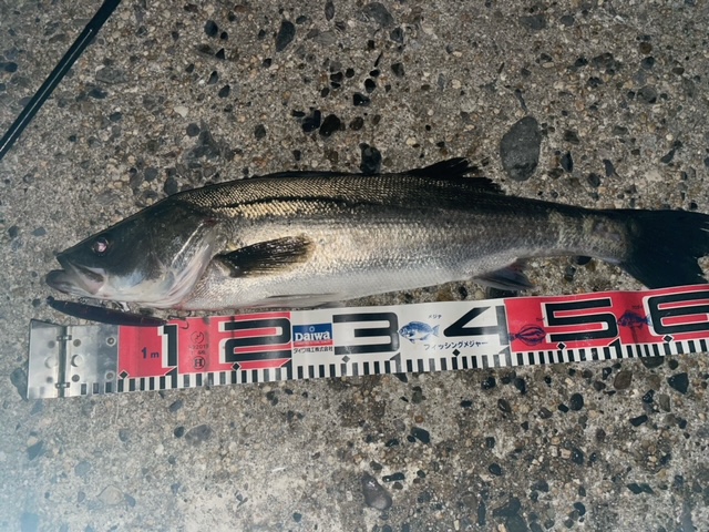 お久し振りです。スタッフＮの釣りブログ