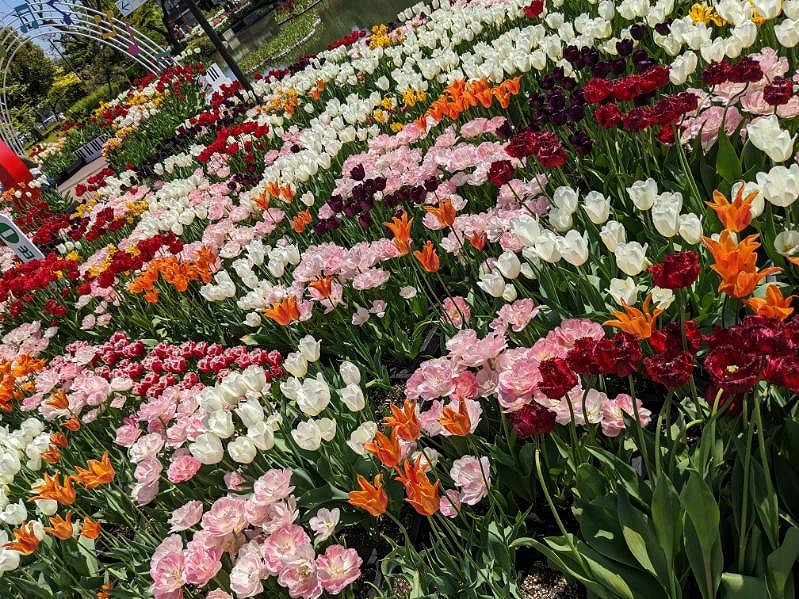 砺波チューリップ公園