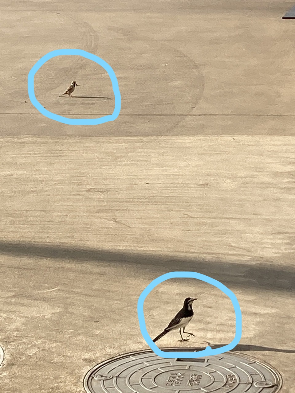 鳥獣保護区　藤前