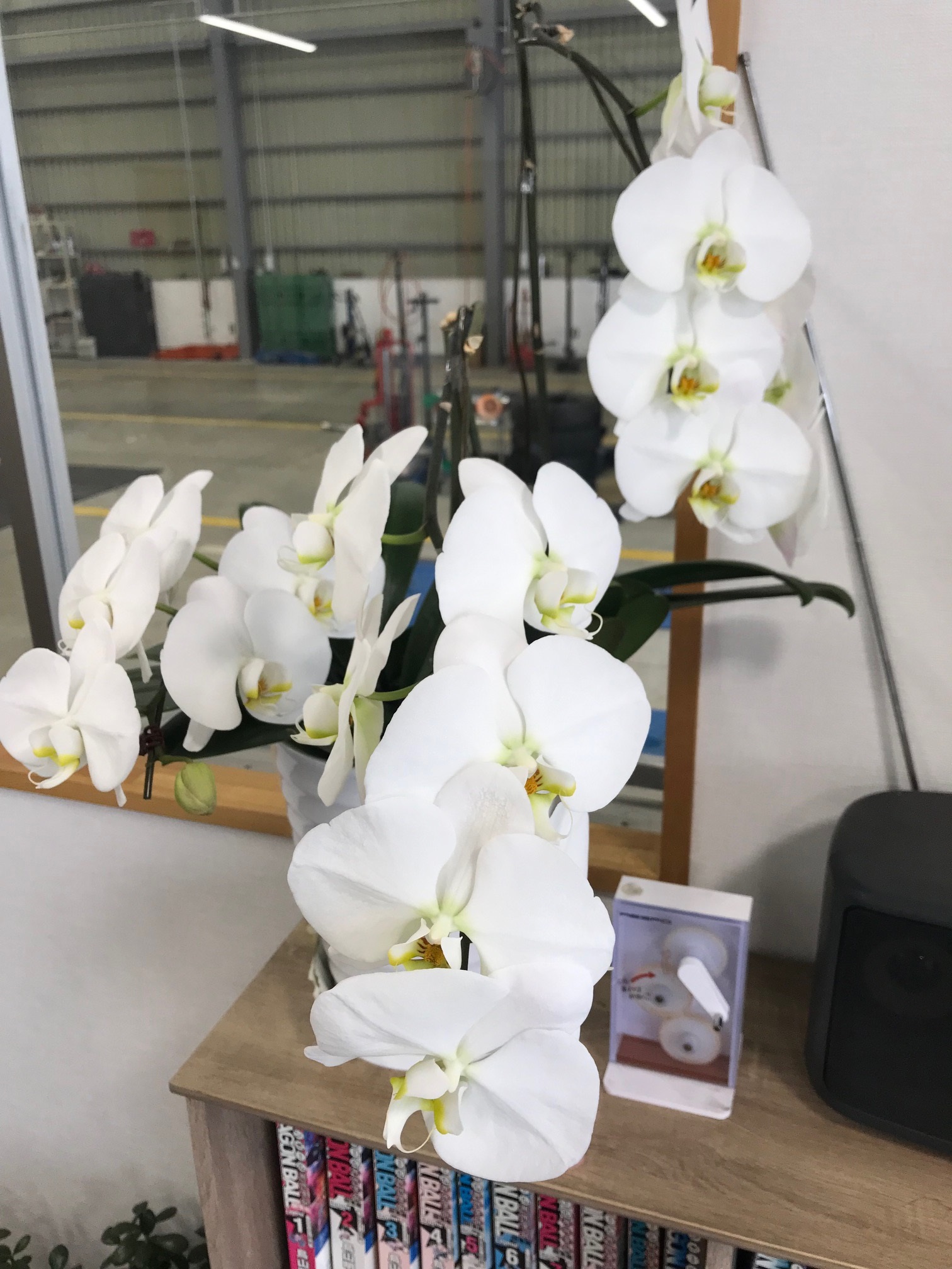 蘭の花！