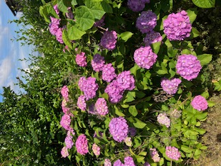 紫陽花満開！
