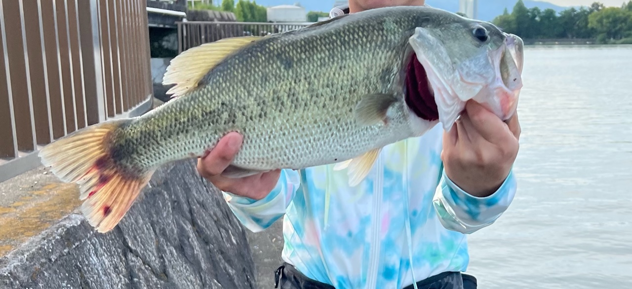 久しぶりのお魚シリーズです