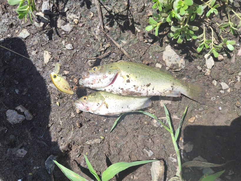 久しぶりのバス釣り