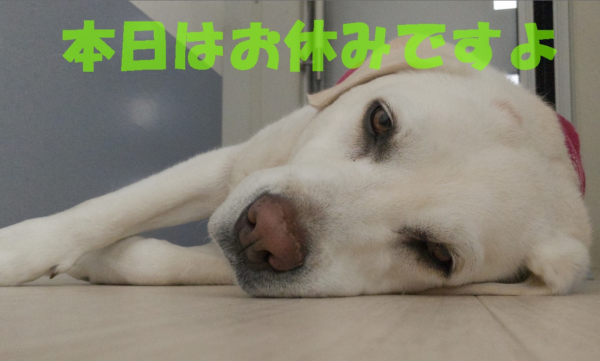 今日は定休日です。
