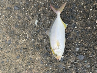 久し振りのスタッフＮの釣りブログ