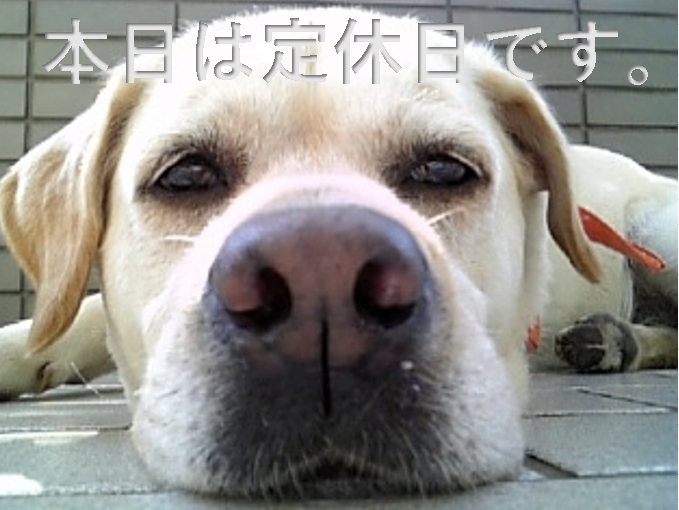 本日はお休みです