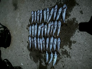 今年最後の釣り納め