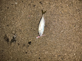 2024年スタッフＮの初釣り釣果ブログ