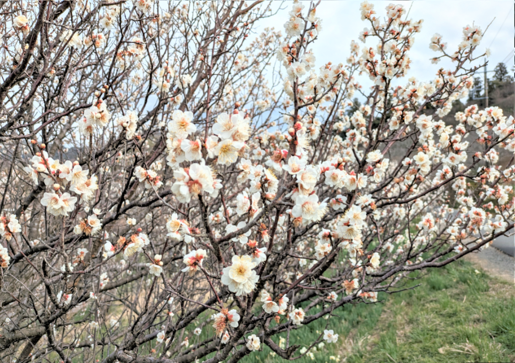 春はすぐそこ？