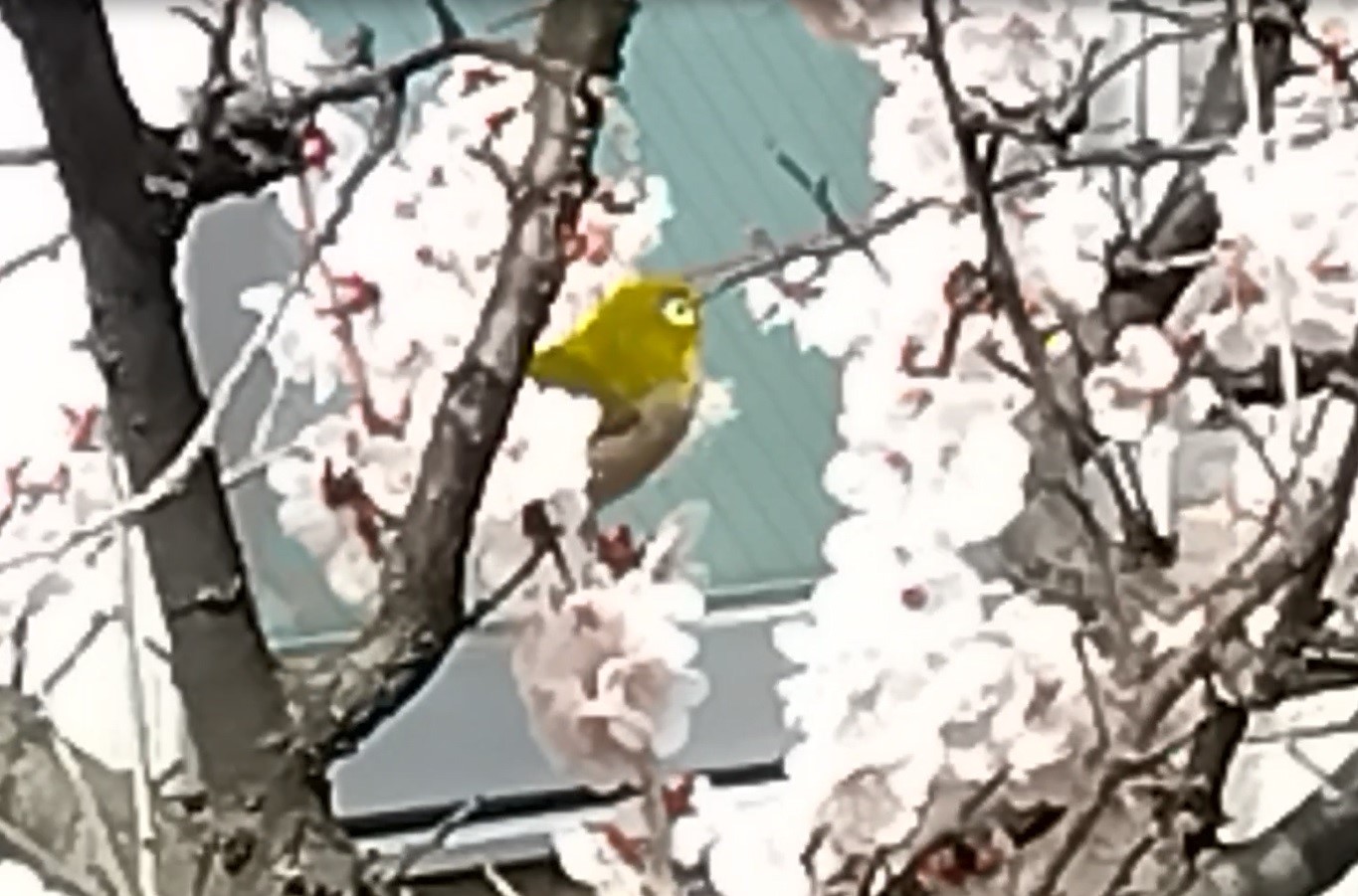 すっかり春ですねェ～