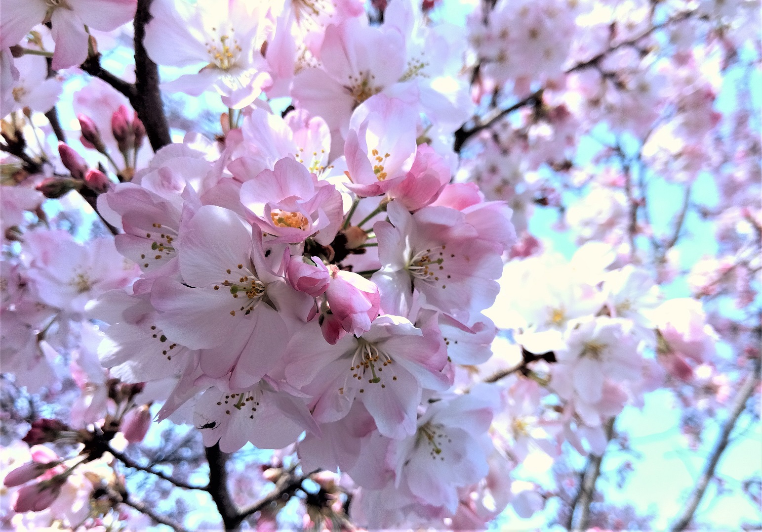 ソメイヨシノも咲き始めましたね。