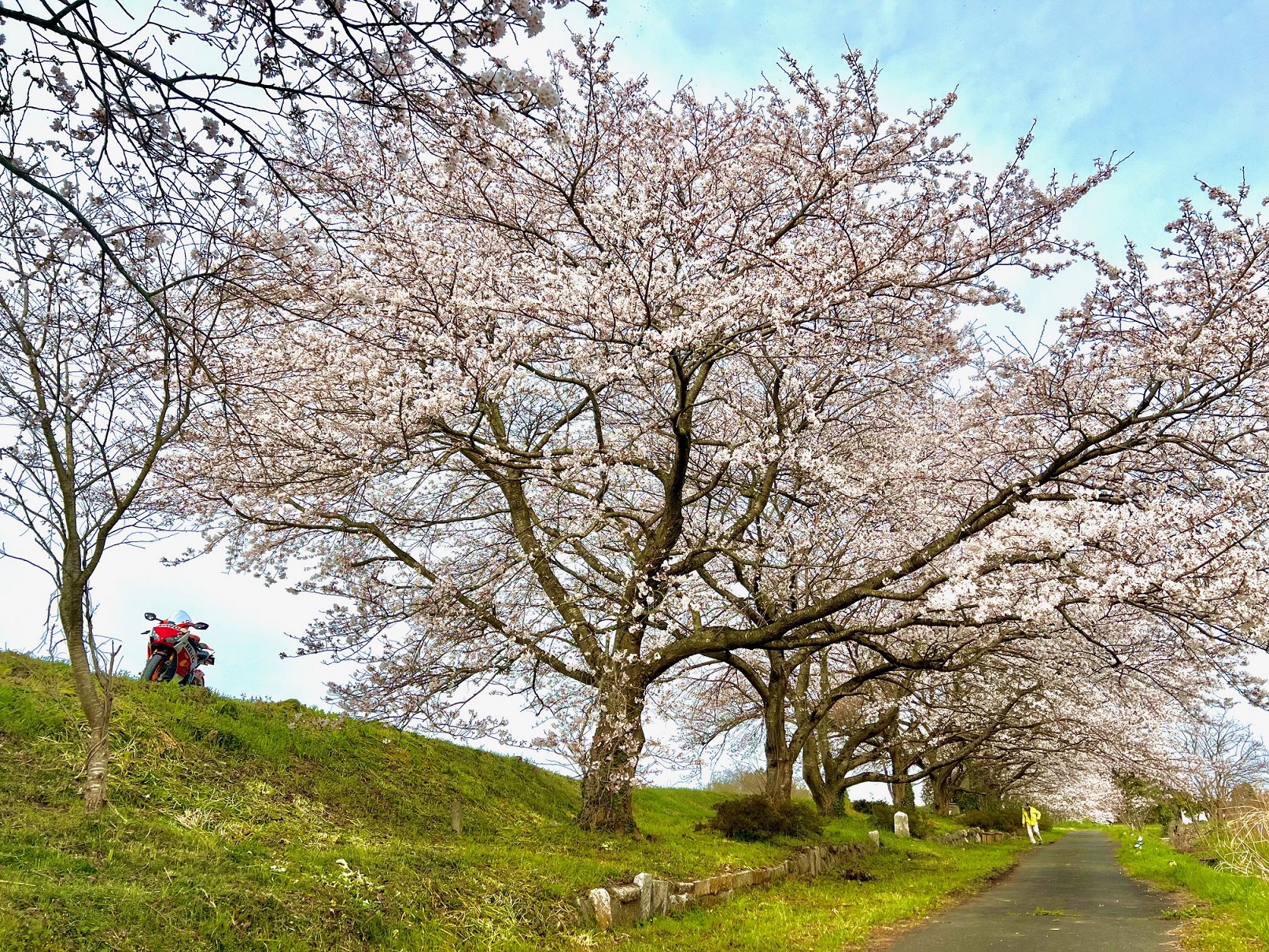 桜の開花宣言!!