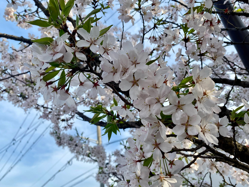 桜、綺麗でしたねー