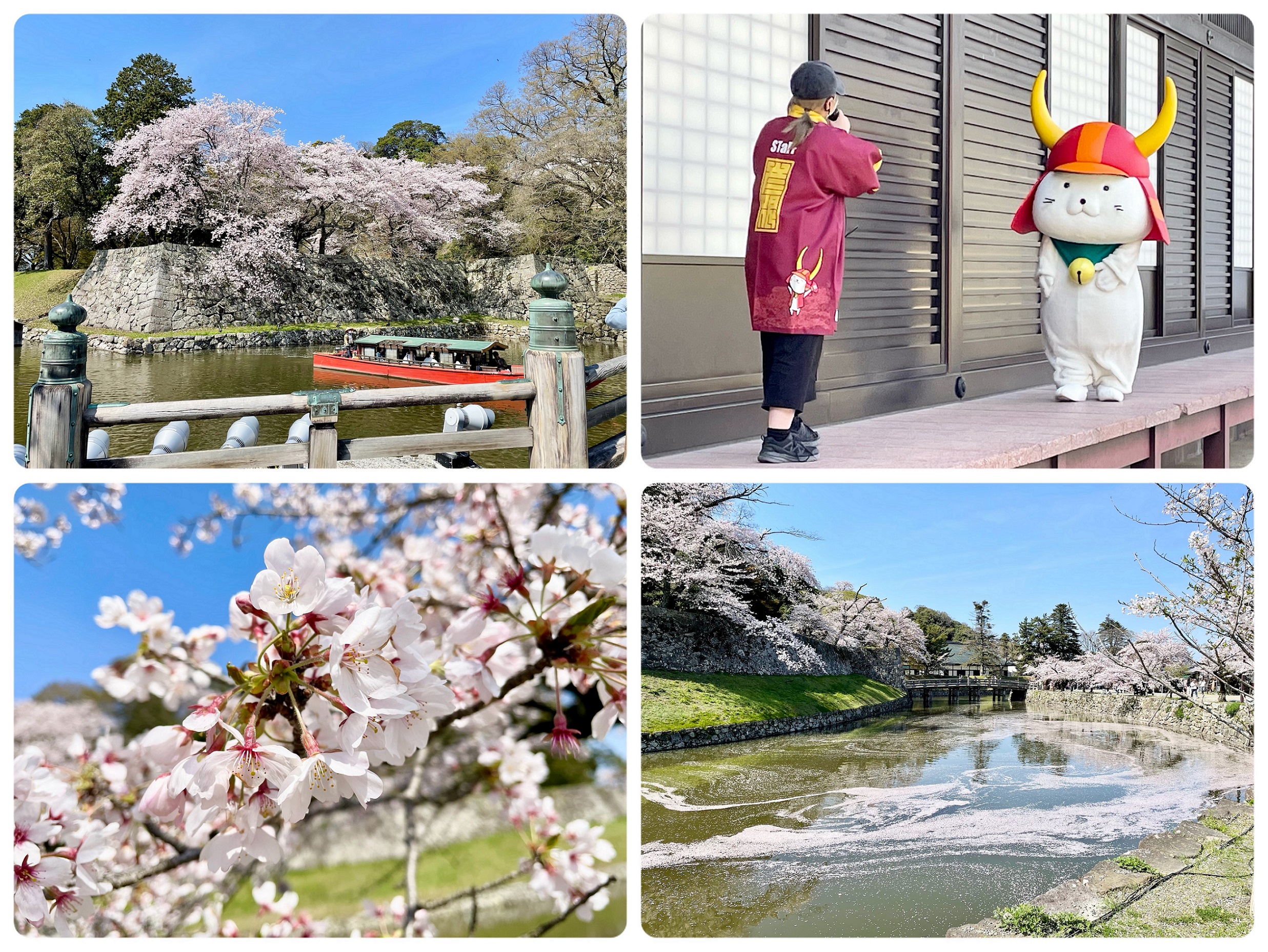彦根城にお花見！
