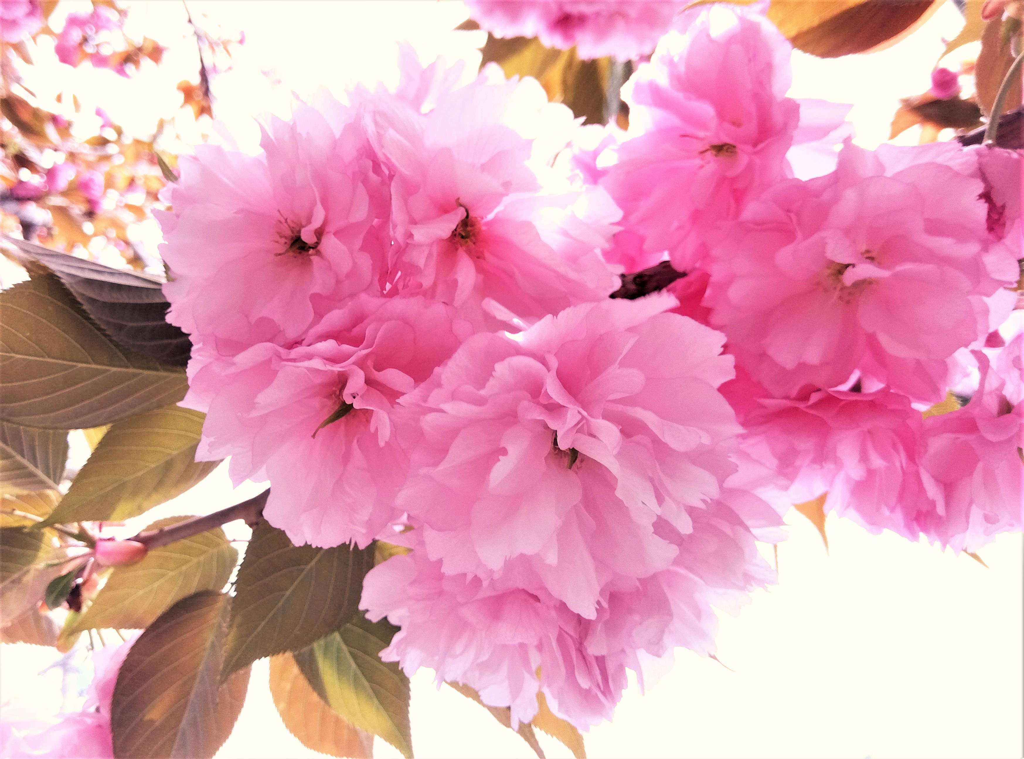 今度は八重桜が満開です。