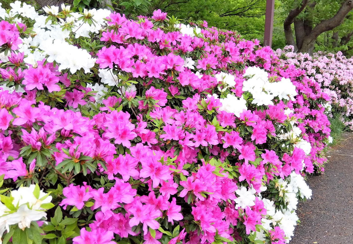 つつじの花が香ってきましたね (^_^)
