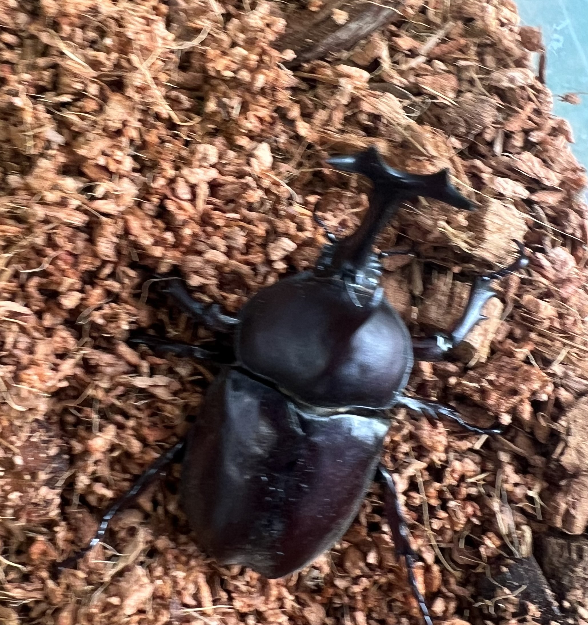 カブト虫