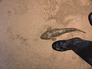 店長代理Ｎの釣りブログ