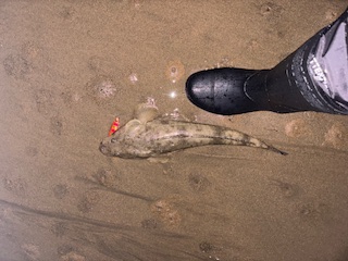 久し振りの釣りブログ