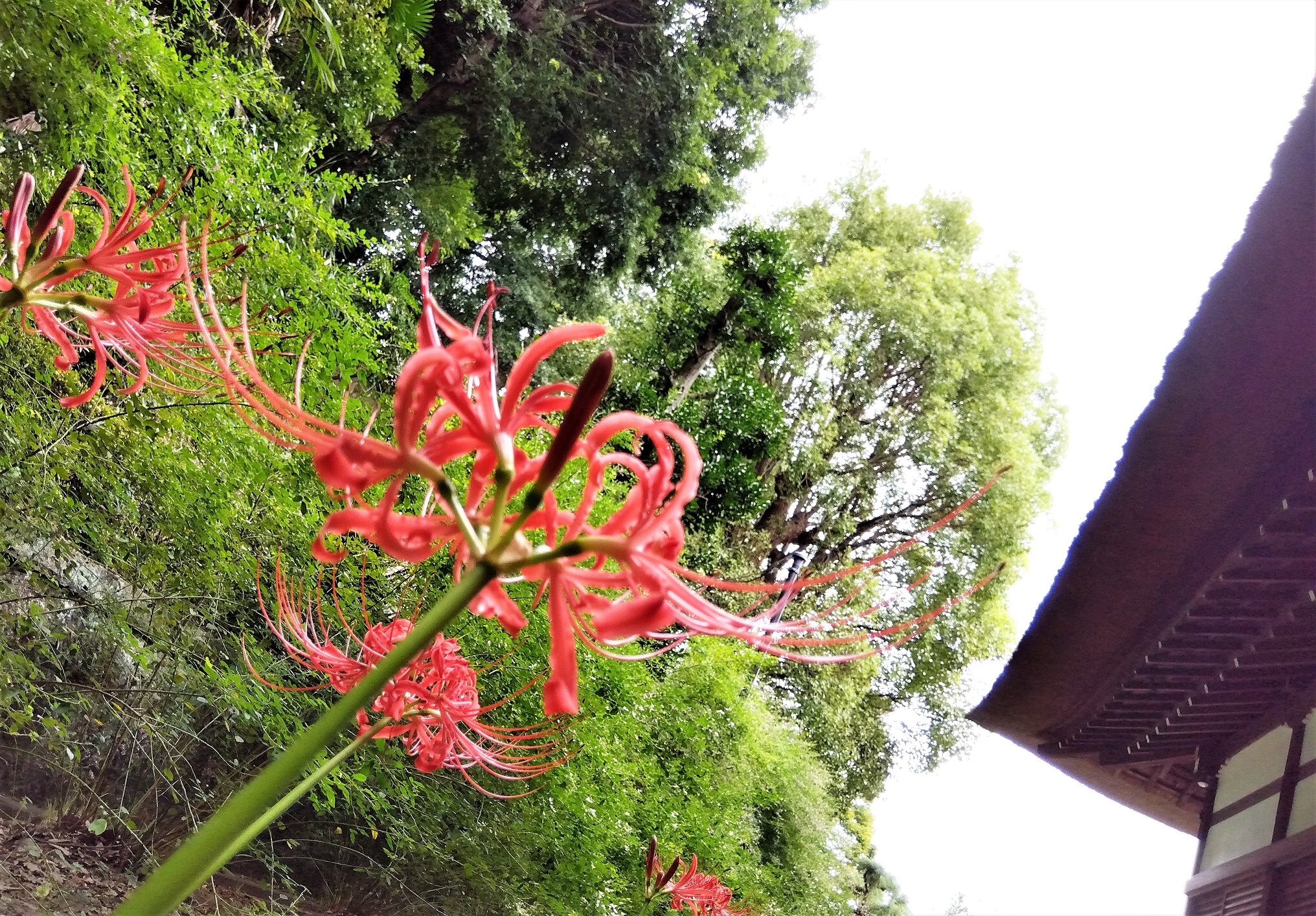 彼岸花咲いていました。