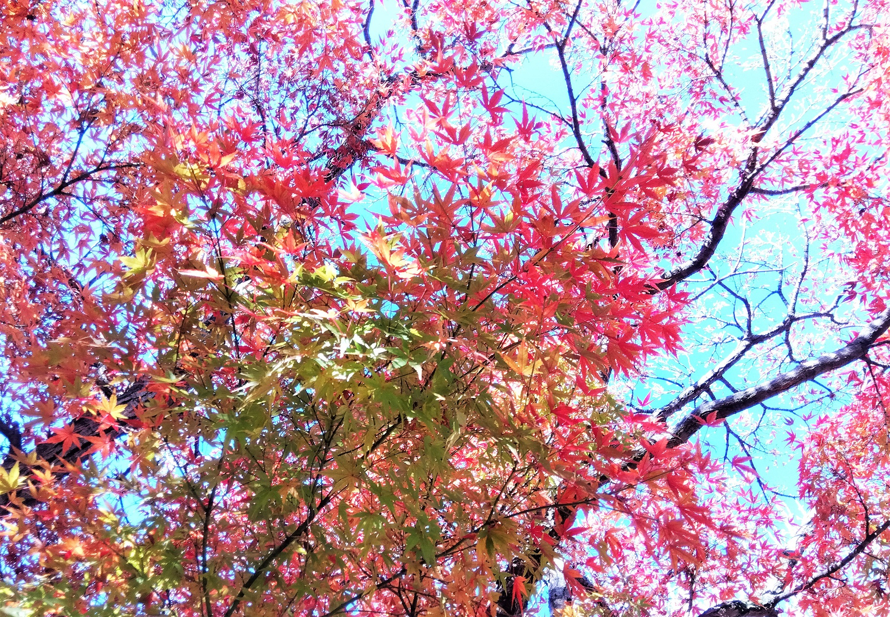 街中でも、もみじ狩り (^^♪