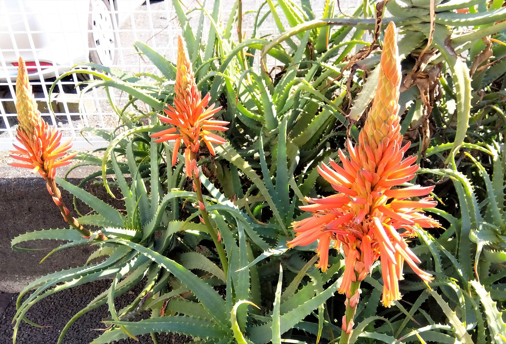アロエの花？！