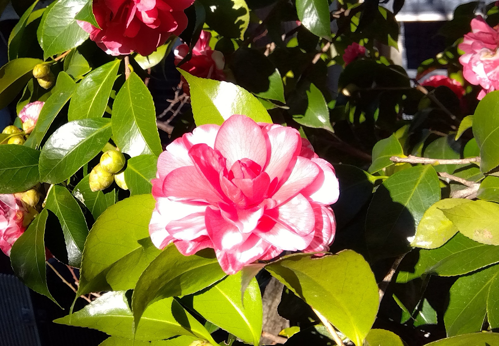 つばきの花