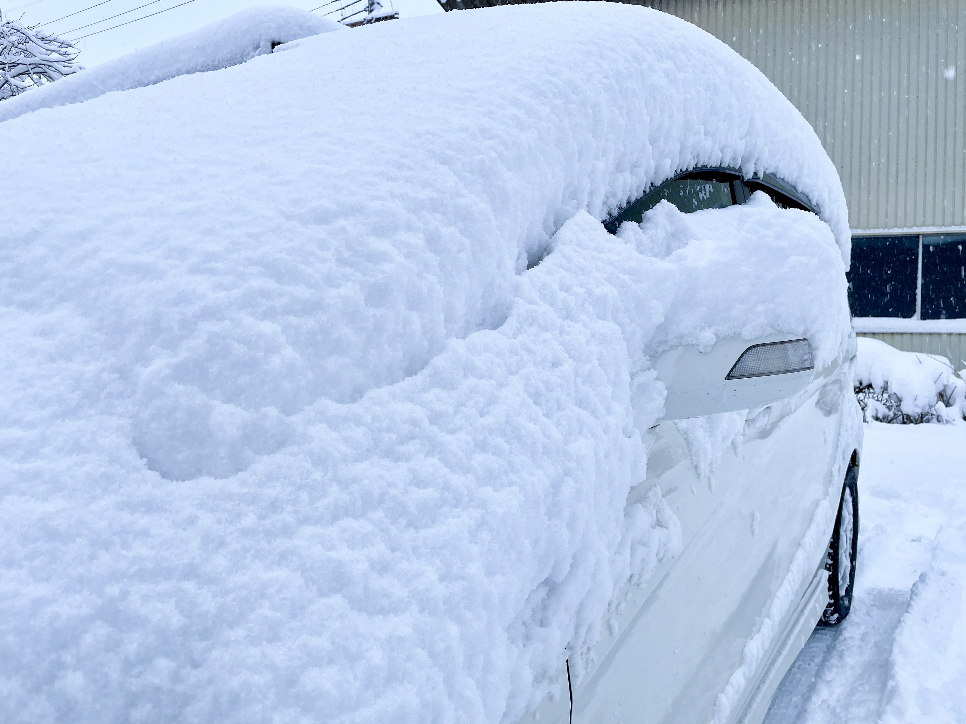 またまた雪ですね！