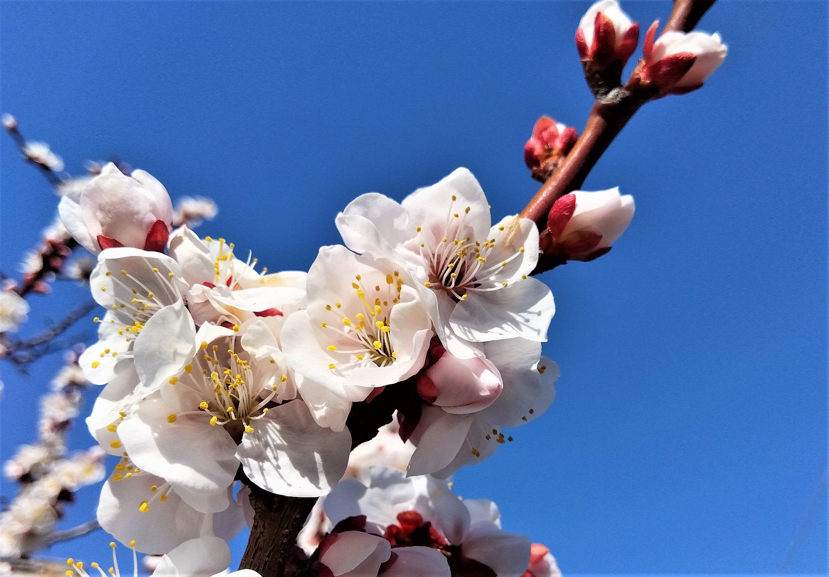 元気に咲いた梅の花も・・・