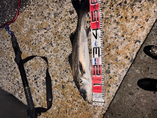 スタッフＮの釣りブログ