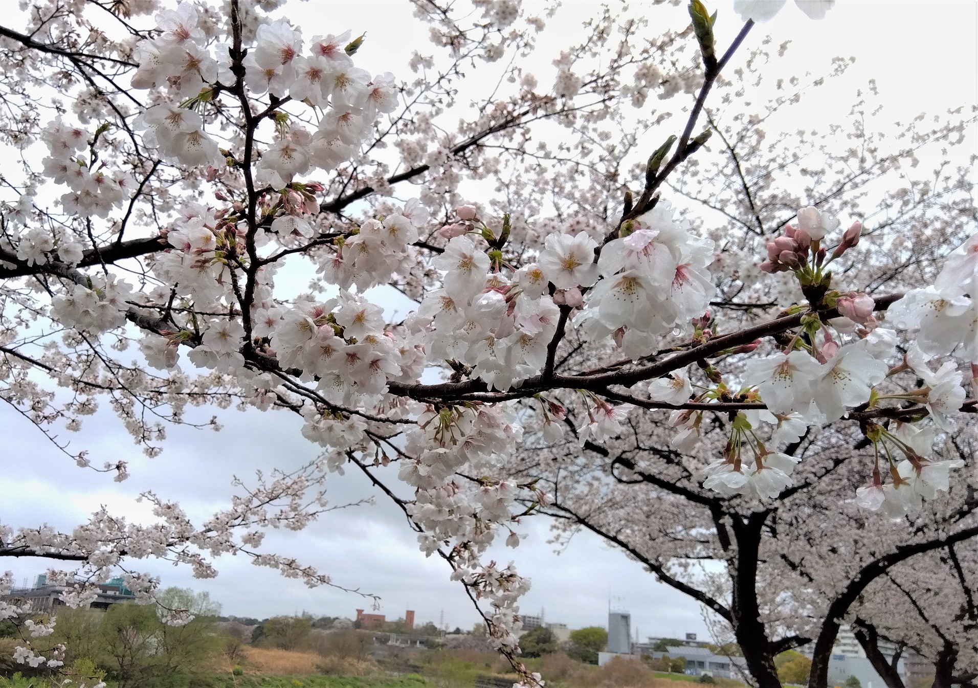 雨の日にお花見？