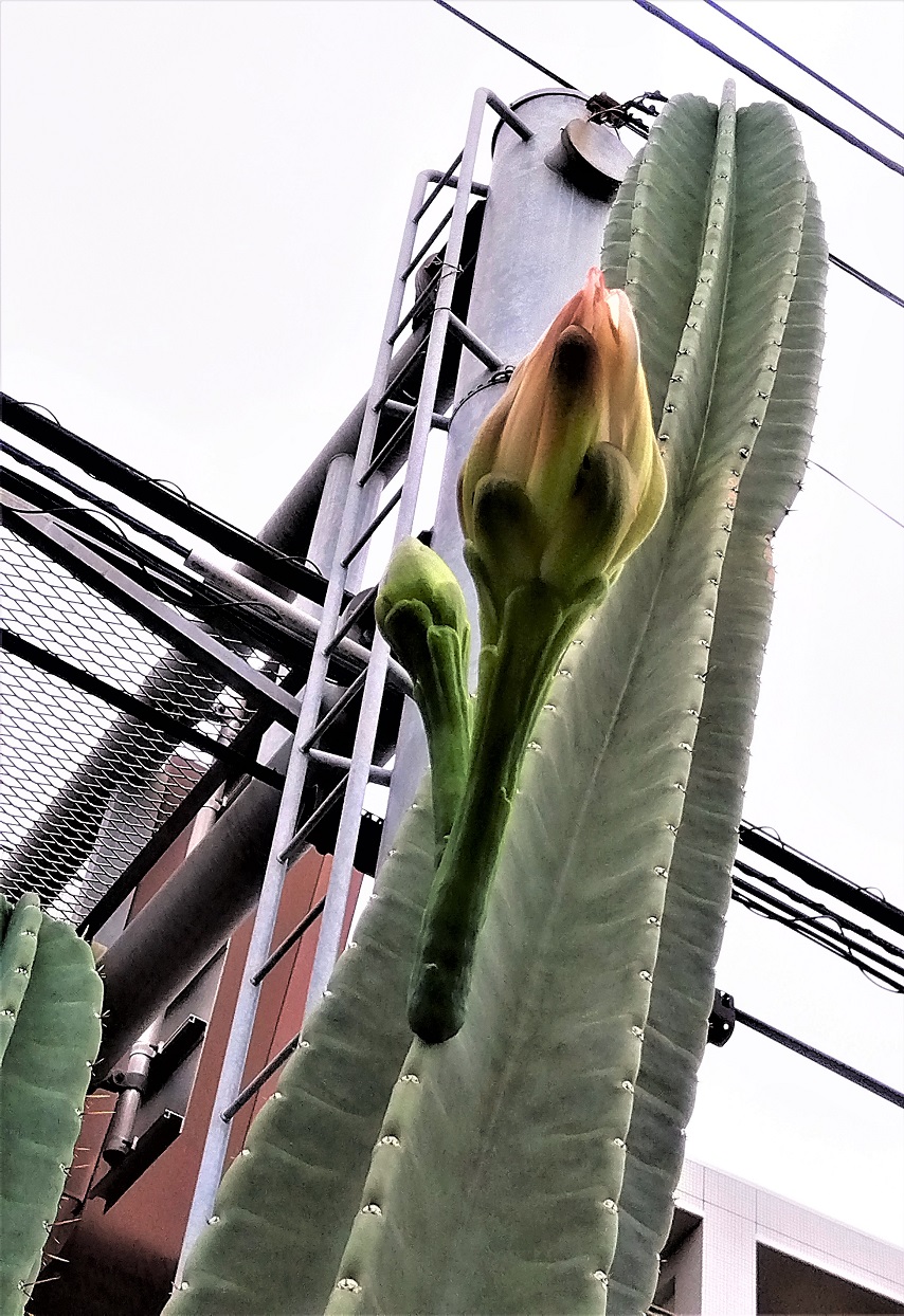 サボテンの花が・・・