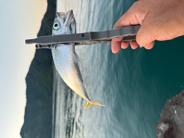 久し振りの釣りブログ