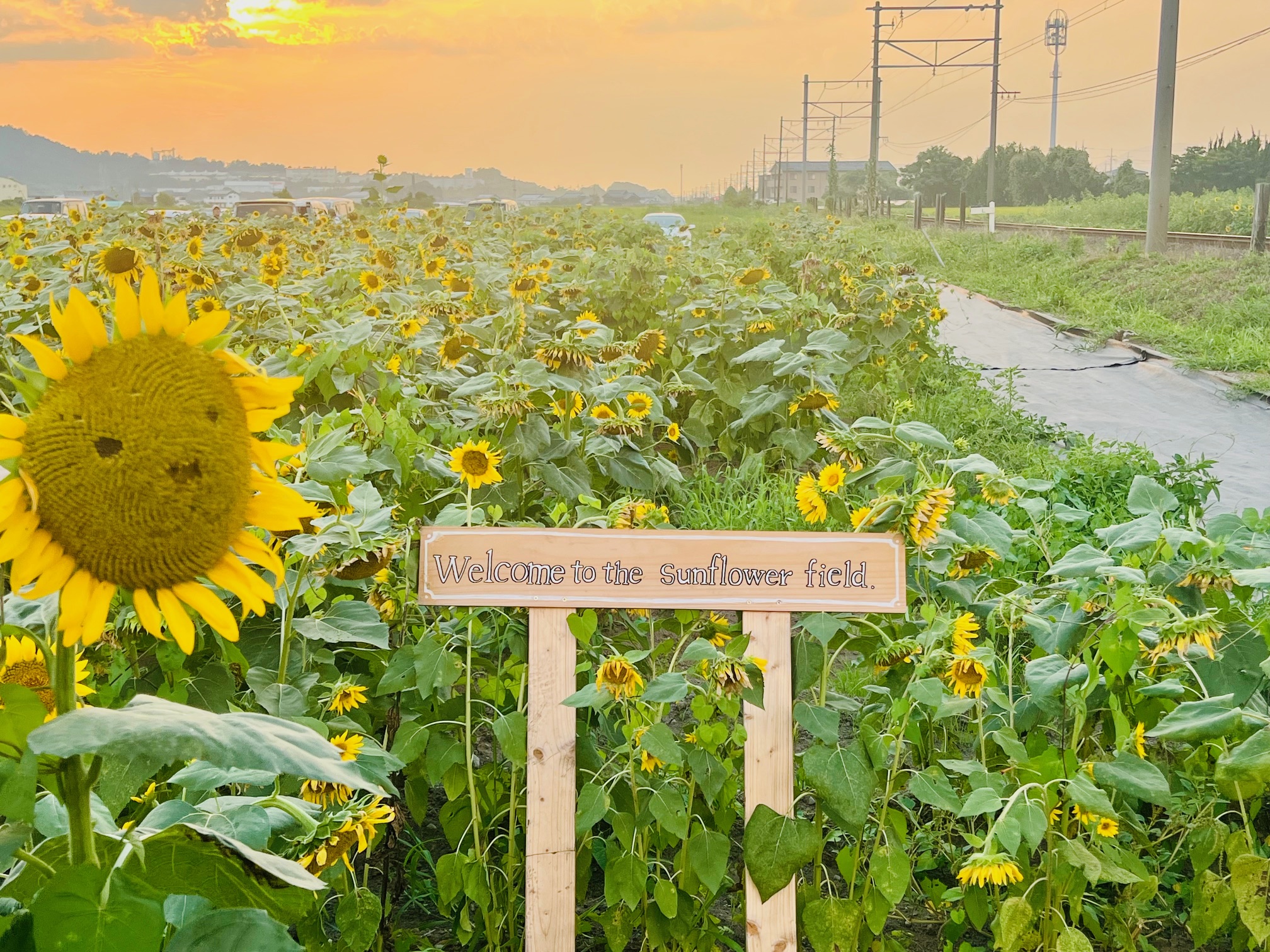 東近江市の山梶農園