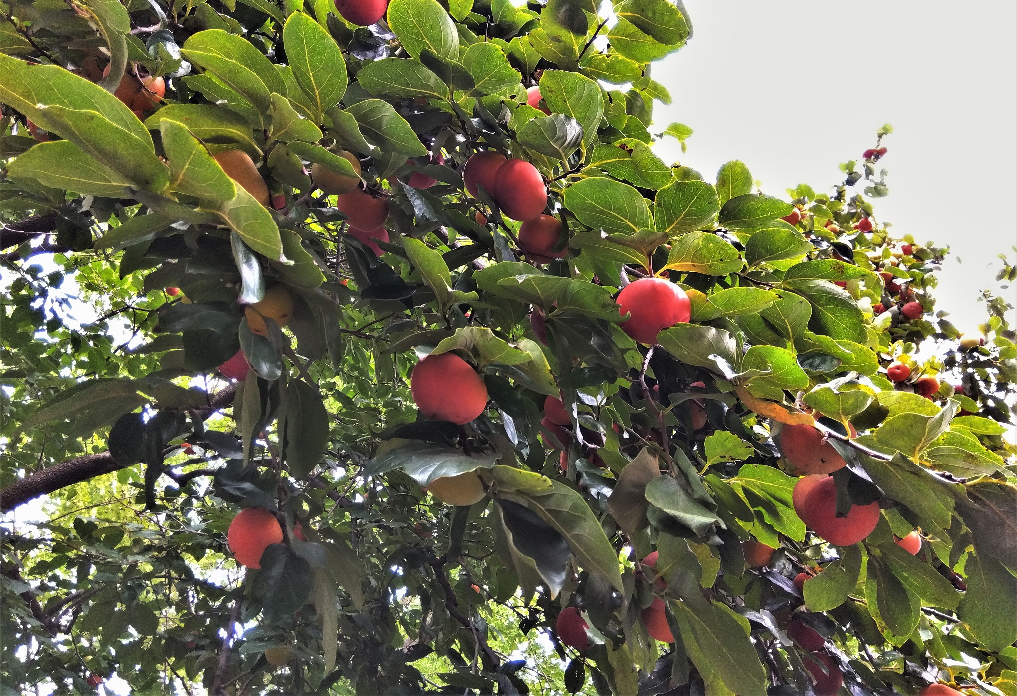 もう秋なんですね・・・