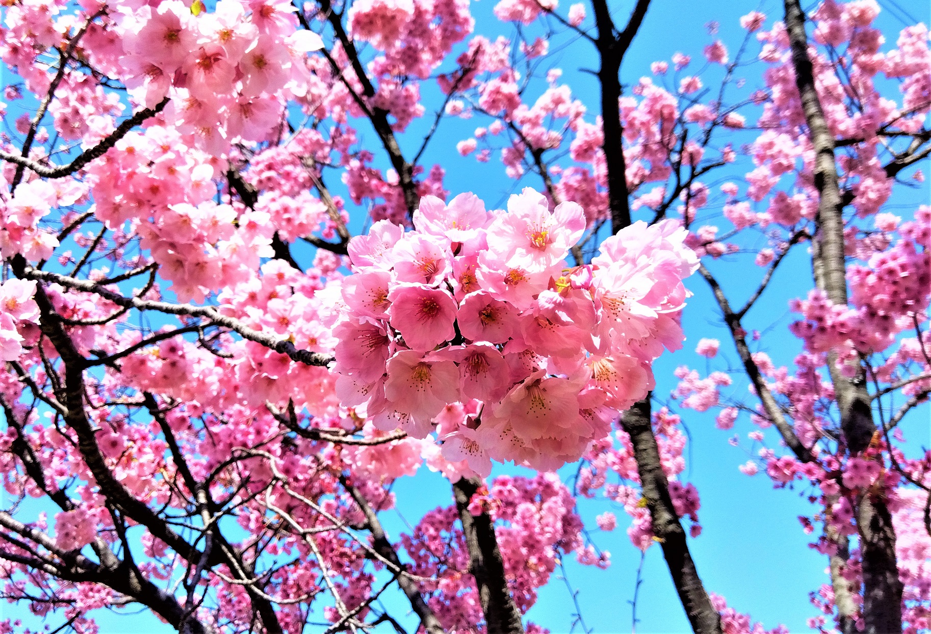 横浜緋桜