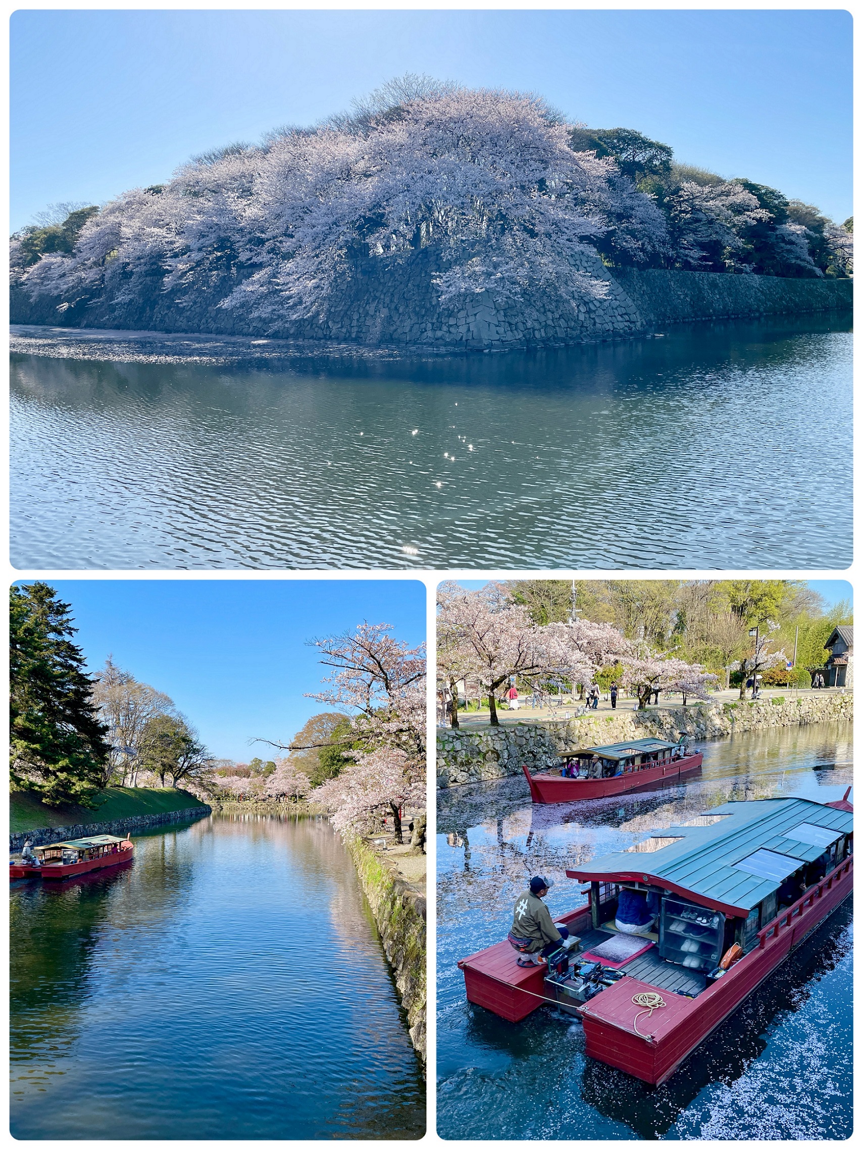 彦根城でお花見！