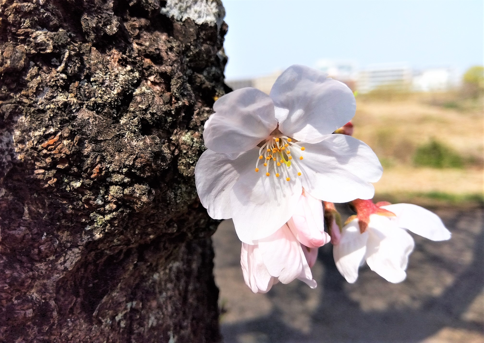 すっかり葉桜ですが・・・