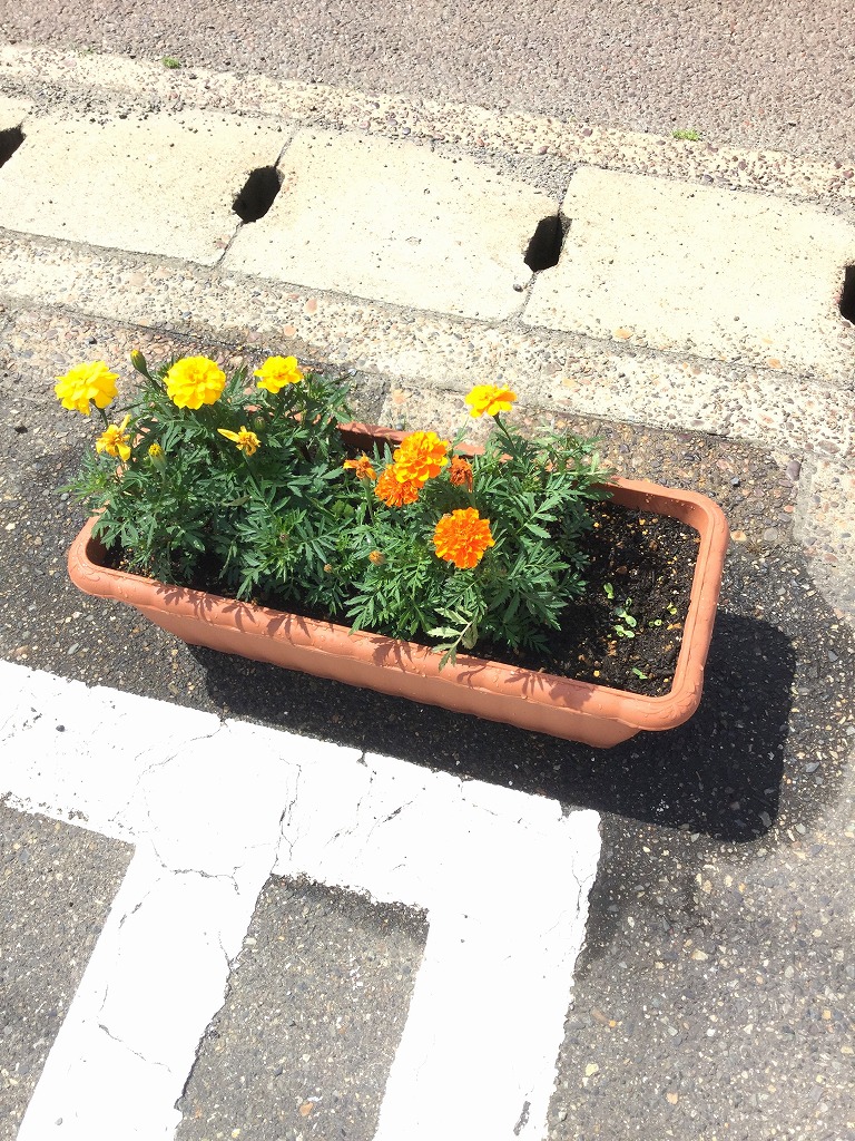 ☆芽☆