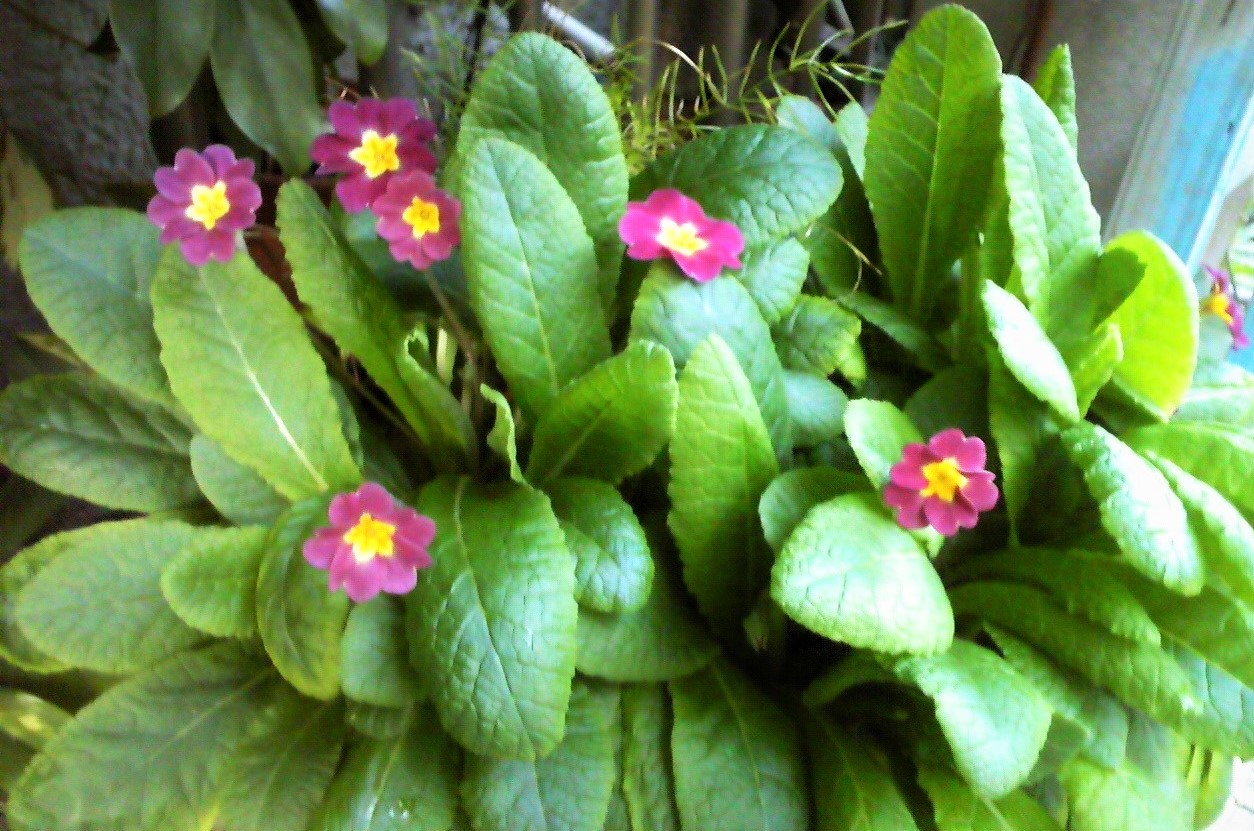 鉢植えの花が、