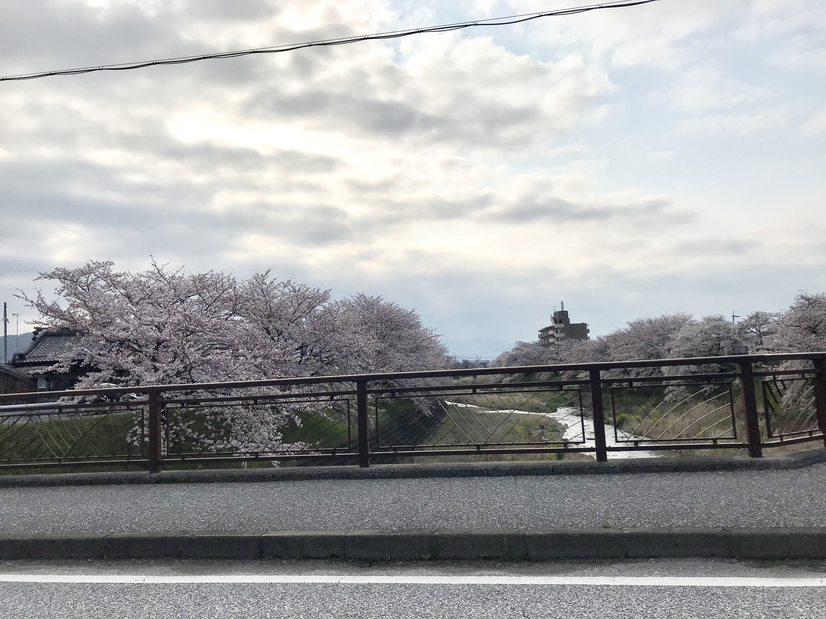 桜が満開ですね！