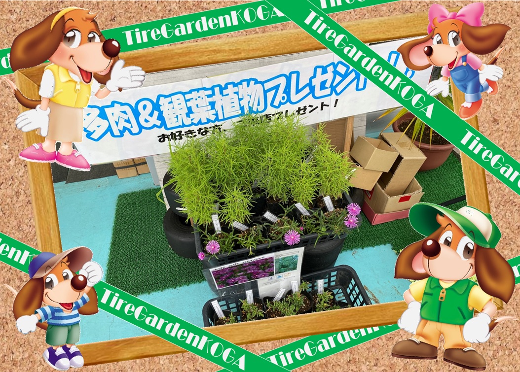 今年もやります！★苗プレゼント☆