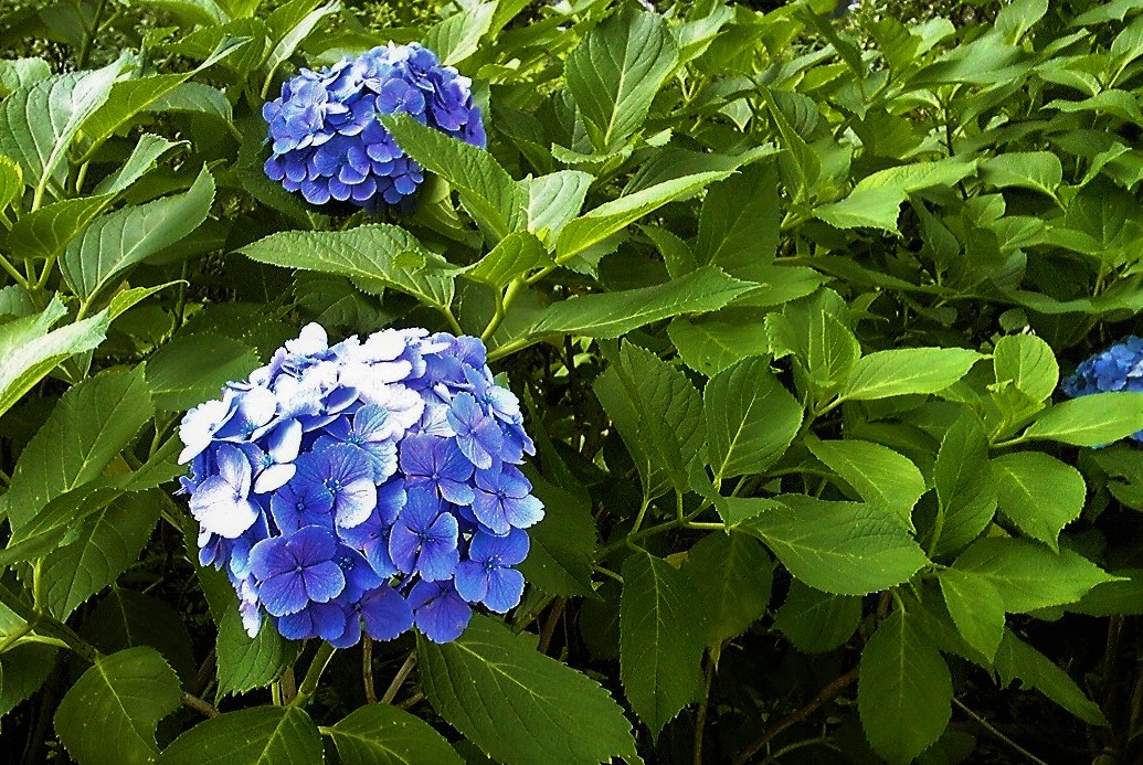 梅雨の晴れ間に見つけました。。。