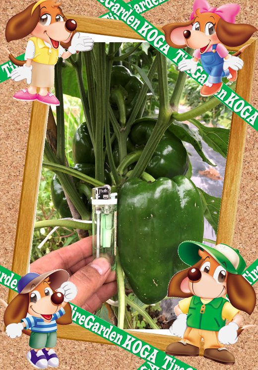 あそびで種をまいたらこうなりました　( ;&forall;;)