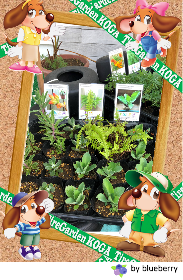 ★苗プレゼント！多肉植物入荷！