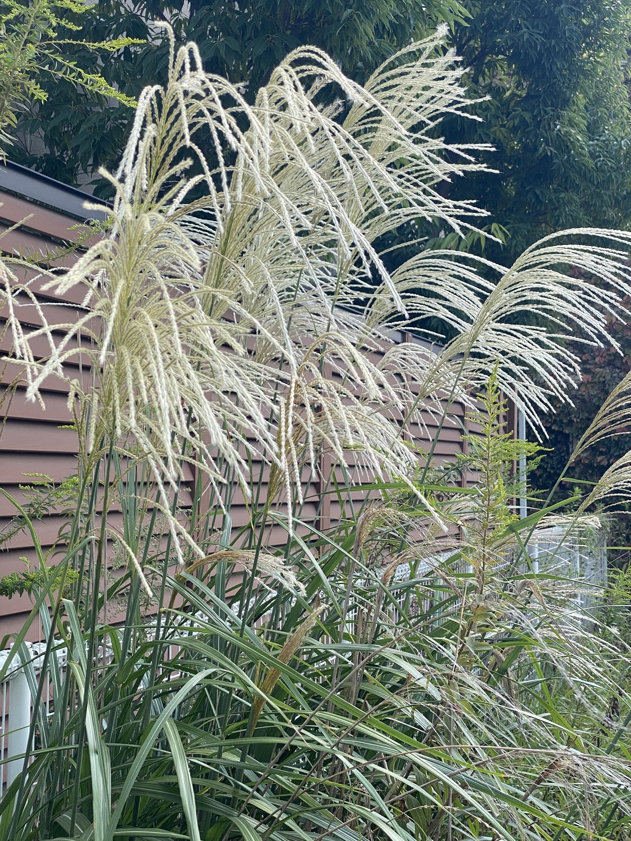 中秋の名月