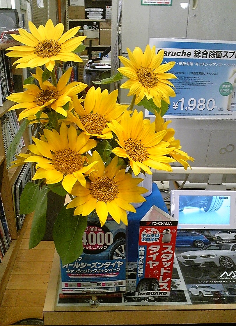 ひまわり元気に咲いてます。