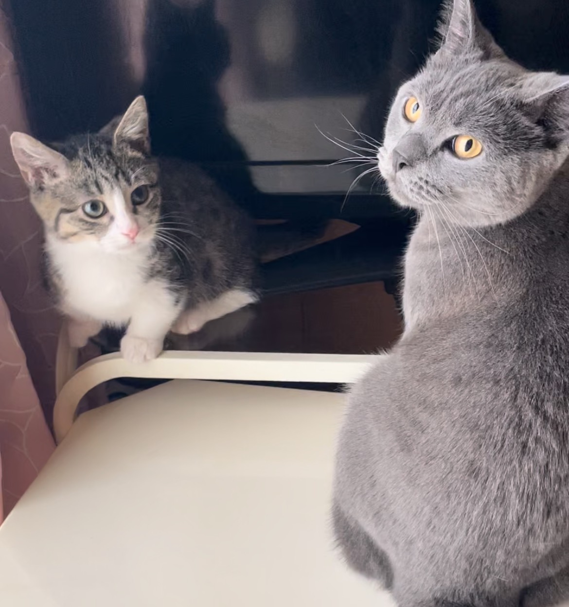 猫の日