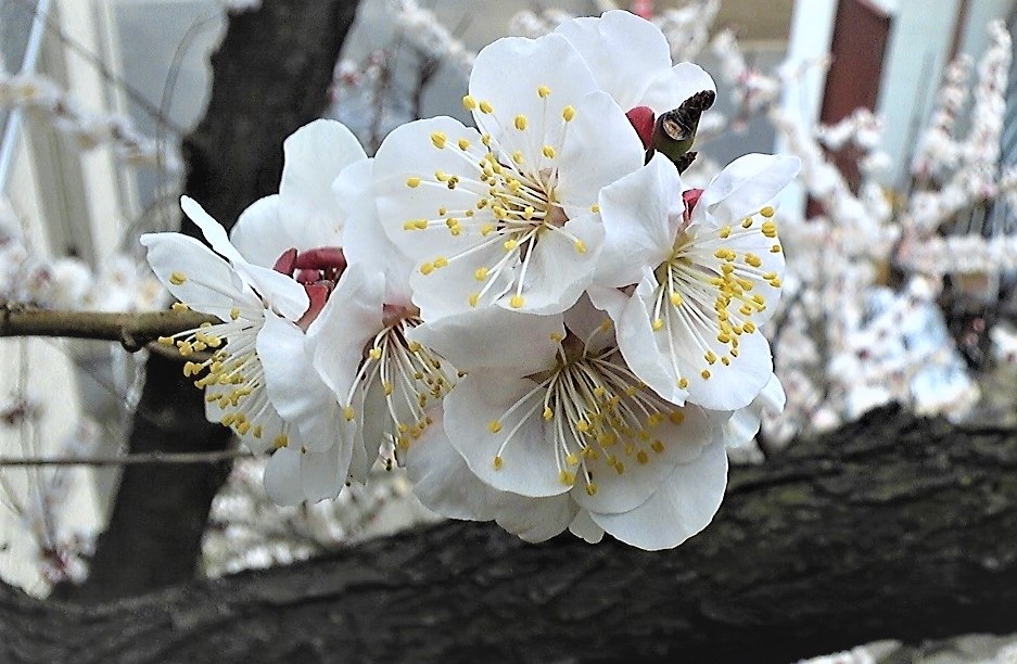 今年も我が家の梅が咲きました。